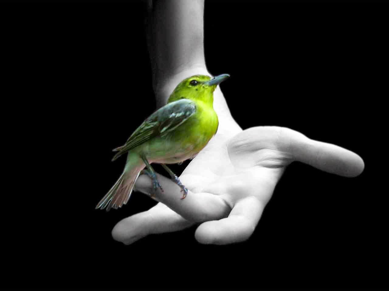pájaro en mano